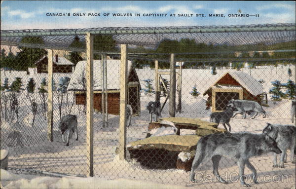 Canada's Only Pack of Wolves in Captivity Sault Ste. Marie