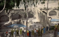 Bears, San Diego Zoo Postcard