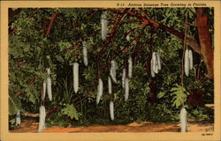 African Sausage Tree Growing in Florida Postcard