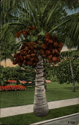 Coconuts in Florida Trees Postcard Postcard