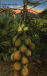 Papayas on tree, Florida Postcard