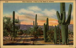 Giant Sahuaros on Road on the Arizona Desert Postcard
