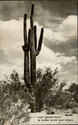 Giant Sahuara Cactua on Arizona Desert Near Phoenix Giant Sahuara Cactua on Arizona Desert Near Phoenix