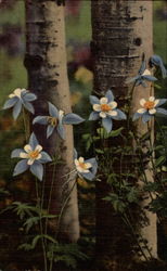 Colorado columbines growing among the aspens Postcard