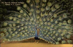 The Peacock, Butchart Gardens Victoria, BC Canada Birds Postcard Postcard