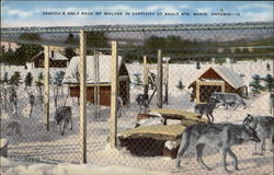 Canada's Only Pack of Wolves in Captivity Postcard