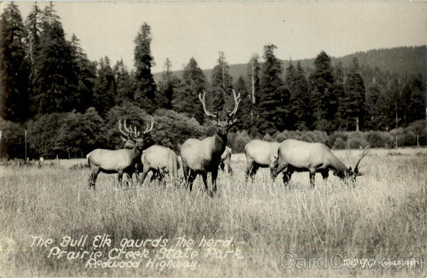 Bull Elk Praire Creek State Park Redwood Highway California