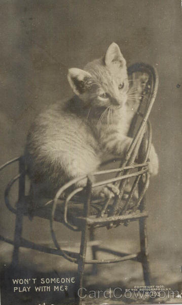 Cat, Kitten