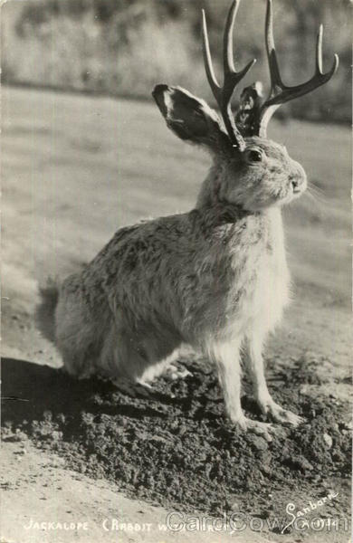 A Jackalope (Rabbit with Horns)