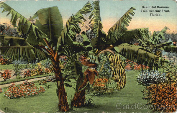 Beautiful Banana Tree - Villa Grove Advertisement Scenic Florida