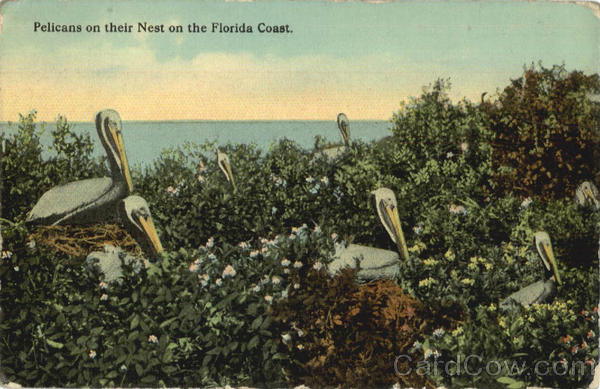 Pelicans on their Nest on the Florida Coast Birds