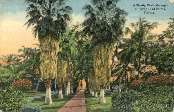 A Shady Walk through an Avenue of Palms Scenic Florida
