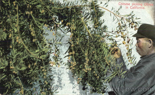 Chinese picking Olives in California Fruit