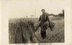 Man harvesting wheat or straw, farmer Postcard