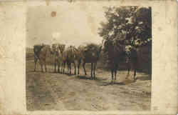 Man in Uniform with Horses Postcard