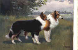 Two Collies - E. Dorno, Munchen (Munich) Postcard