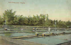 Salt Beds Near Manila Postcard
