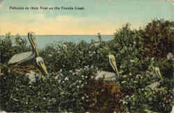 Pelicans on their Nest on the Florida Coast Postcard