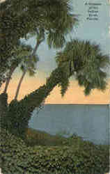 A Glimpse of the Indian River Postcard