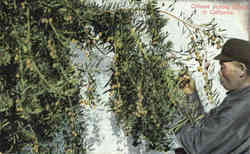 Chinese picking Olives in California Postcard