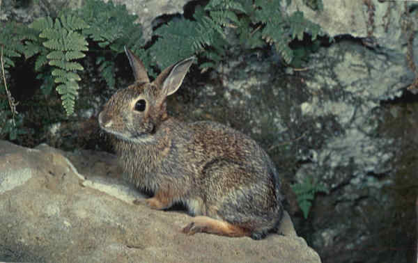 Cottontail Rabbit