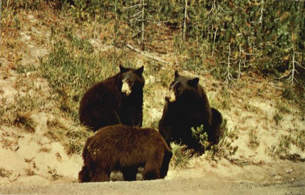 American Black Bear, Yellowstone National Park