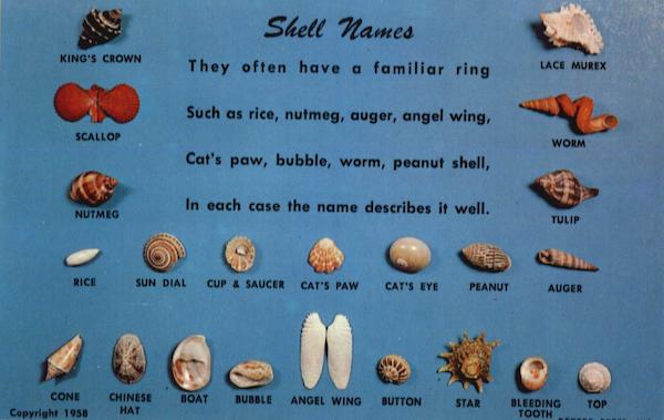 Shell Names