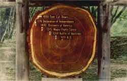 Muir Woods National Monument Postcard