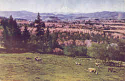 Mt. Hood and Valley Postcard