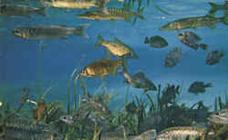 Silver Springs Aquarium Florida Postcard Postcard