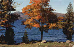 A Maple Dressed in Autumn's Finest Postcard