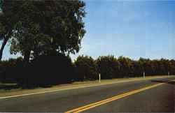 Orange Groves Along Florida Highway Scenic, FL Postcard Postcard