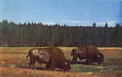 Bison Bulls Postcard