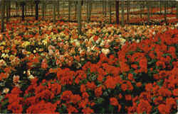 Begonia Gardens Postcard