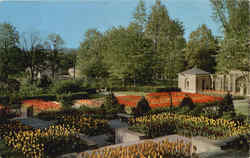 Tulips - Kingwood Center, 900 Park Avenue West Mansfield, OH Postcard Postcard