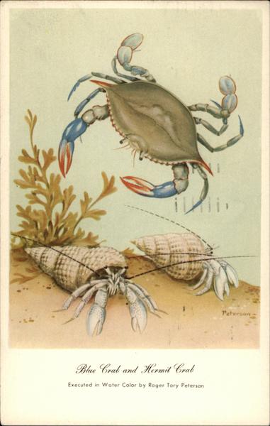 Blue Crab and Hermit Crab Roger Tory Peterson Fish