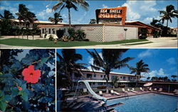 Sea Shell Motel Naples, FL Postcard Postcard