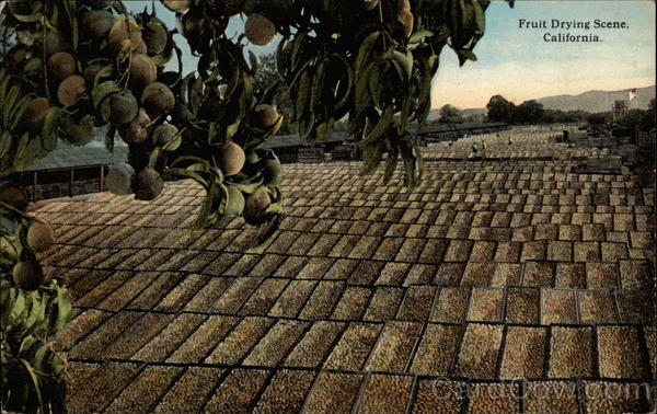 Fruit Drying Scene California