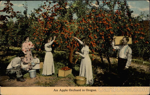An Apple Orchard in Oregon
