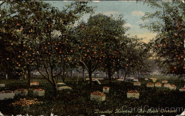 Beautiful Montana, An Apple Orchard Bitterroot Valley