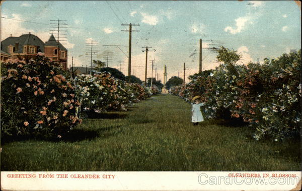 Greetings from the Oleander City Galveston Texas