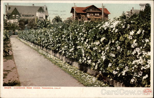 Chrokee Rose Hedge Pasadena California