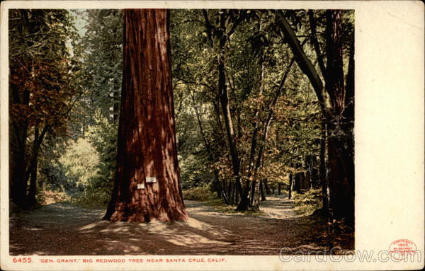 Gen. Grant. Big Redwood Tree Near Santa Cruz, Calif California