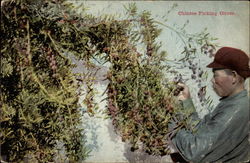 Chinese Picking Olives Postcard