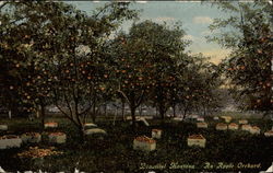 Beautiful Montana, An Apple Orchard Beautiful Montana, An Apple Orchard