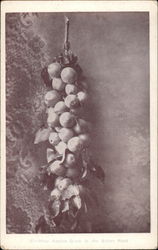 How Apples Grow in the Bitter Root Postcard