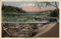 Pond Life Postcard