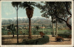 Snow and Palms Postcard