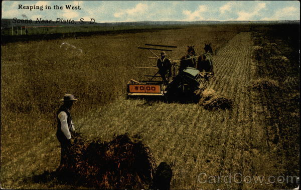 Reaping in the West Platte South Dakota
