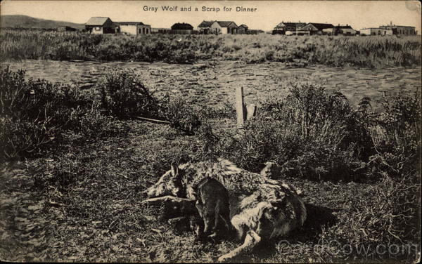 Gray Wolf and a Scrap for Dinner